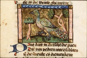 Pavo (peacock)