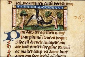 Pica (magpie)