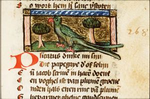 Pitacus (parrot)