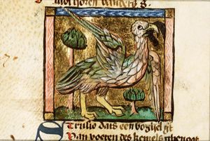 Strucio (ostrich)