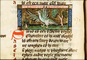 Scrio (kind of owl)
