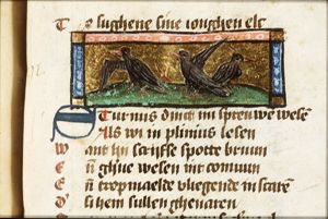 Sturmis (starling)