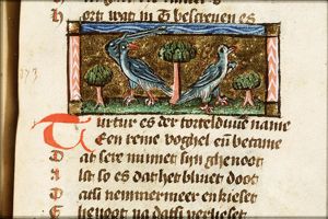 Turtur (turtle-dove)