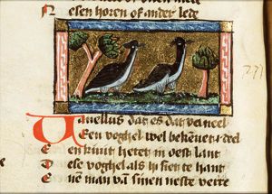 Vanellus (lapwing)