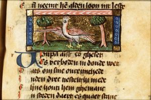 Upupa (hoopoe)