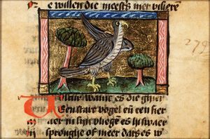 Vultur (vulture)