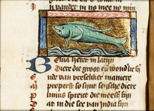 Belua (kind of whale)
