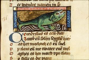Cocodrillus (crocodile)