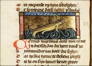 Cervus marinus