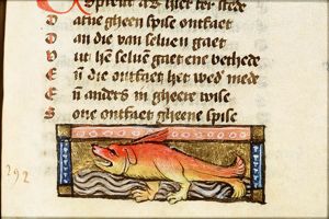 Canis marinus (seal)