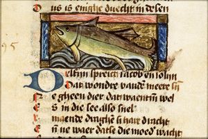 Delfin (dolphin)