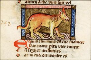 Equus fluminis (hippopotamus)