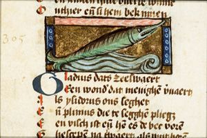 Gladius maris (swordfish)