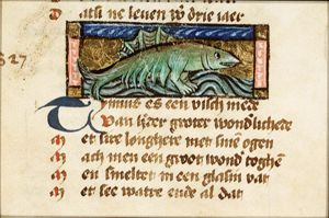 Thunius (tunny fish)