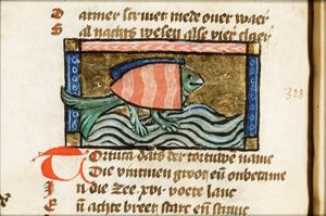 Tortuca (turtle)