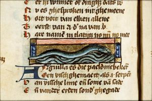 Anguilla (eel)