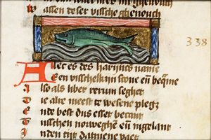 Allec (herring)