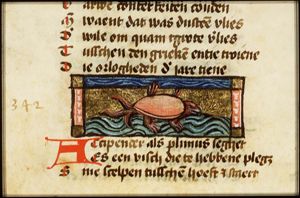 Accipender (turtle)