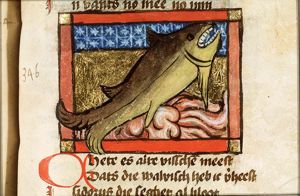Cethe (whale)