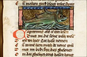 Capitonius (sea-hare)