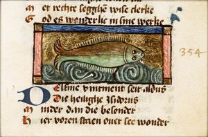 Delfine (dolphin)