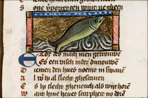 Esox (kind of pike)
