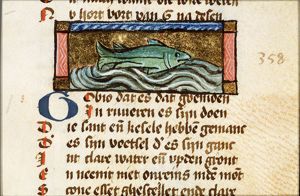 Gobio (gudgeon kind of fish)