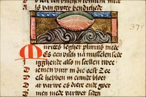 Murices (shellfish yielding a purple dye)