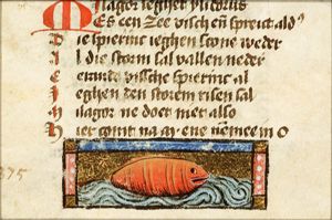 Ostrea (oyster)