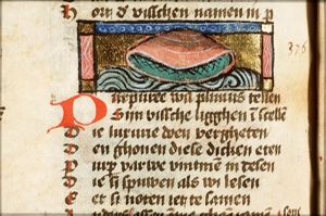 Purpuree (shellfish yielding a purple dye)