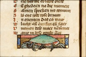Pina (bivalve shellfish)