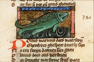Porcus marinus (sea-hog)