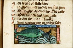 Sinatina (monk- or angel-fish)