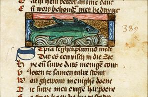 Sepia (cuttlefish)