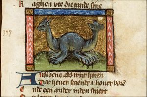 Ausibena (ring-lizard)