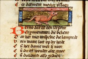 Berus (kind of snake)
