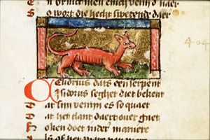 Chelidrus (kind of snake)