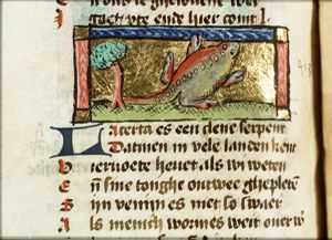 Lacerta (lizard)