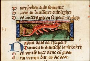 Nadera (kind of snake)