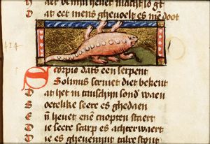 Scorpio (scorpion)