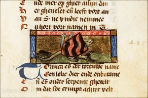 Tortuca (turtle)