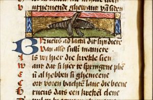 Brucus adlacta (cricket)