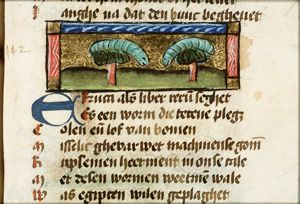 Eruca (caterpillar)