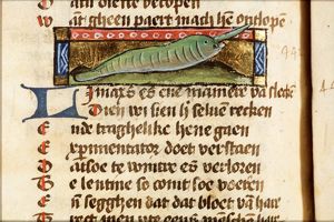 Limax (snail)