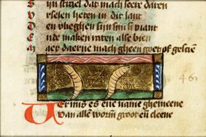 Vermis (worm)