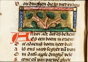 Arbor Ade (Adam's tree)