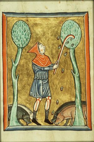 November: a man knocking acorns out of an oak-tree