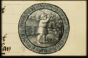 November: a man knocking acorns out of oak-trees