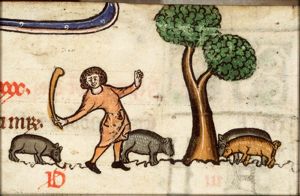 October: a man knocking acorns out of oak-trees