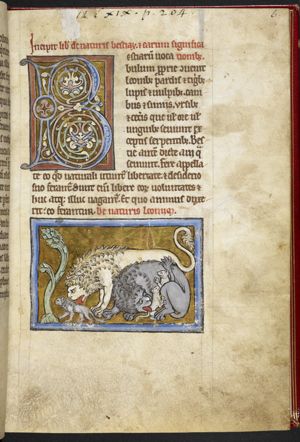 Lions licking their cubs